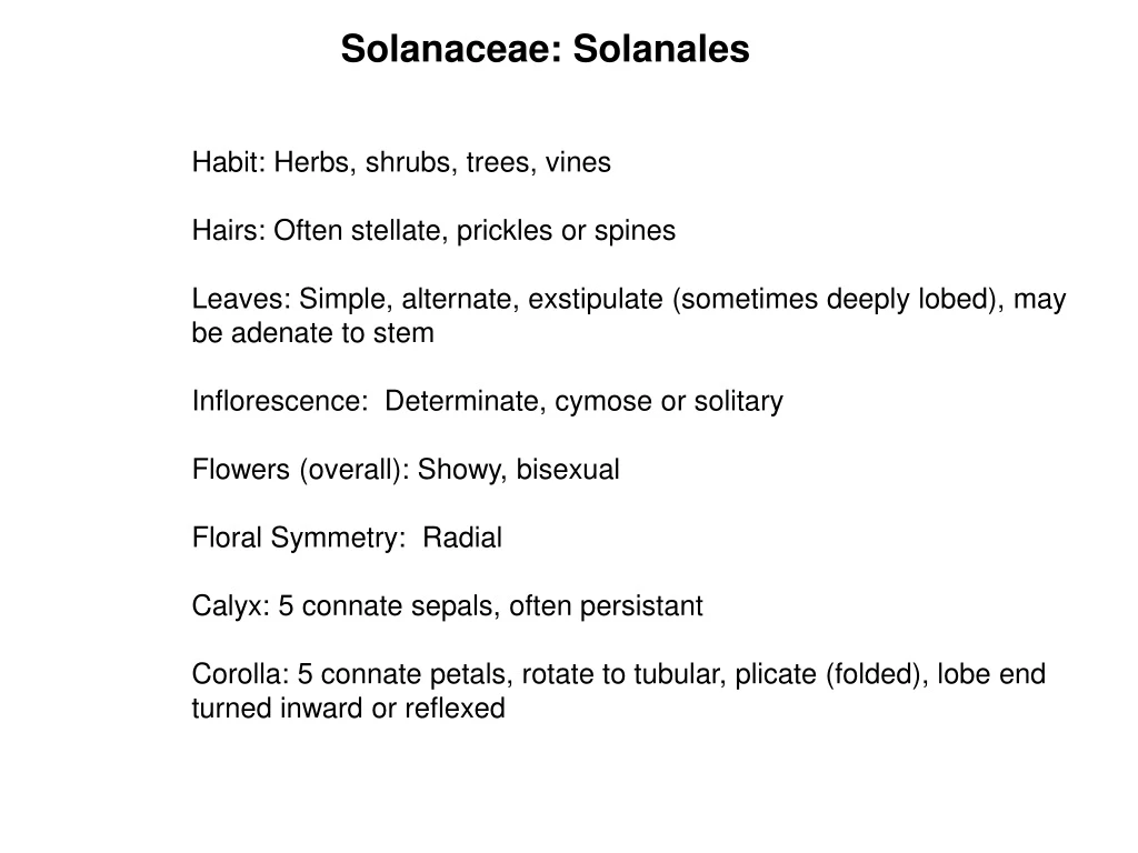 solanaceae solanales