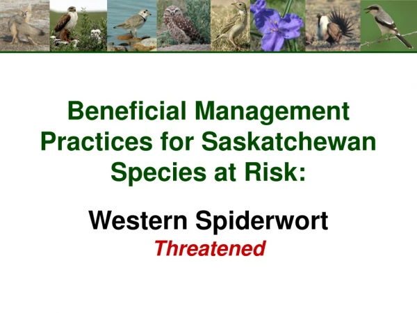 Beneficial Management Practices for Saskatchewan Species at Risk: Western Spiderwort Threatened