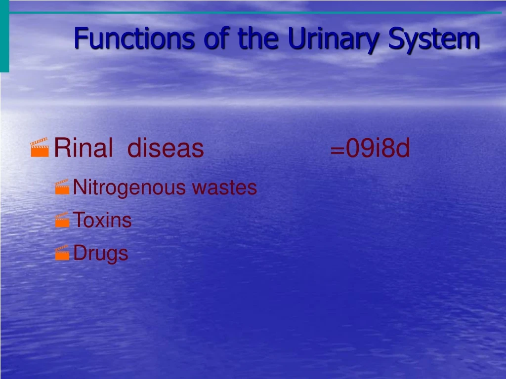 functions of the urinary system