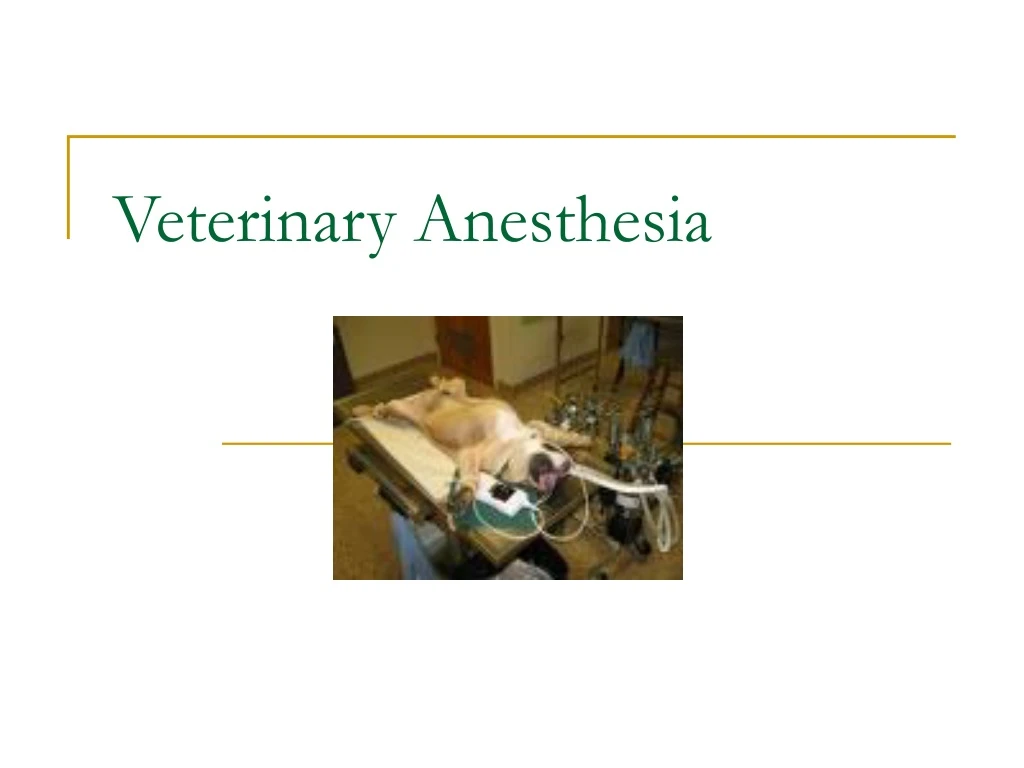 veterinary anesthesia