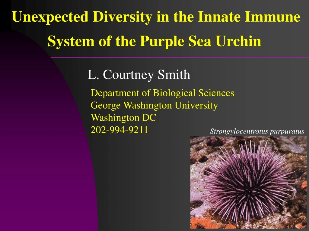 unexpected diversity in the innate immune system of the purple sea urchin