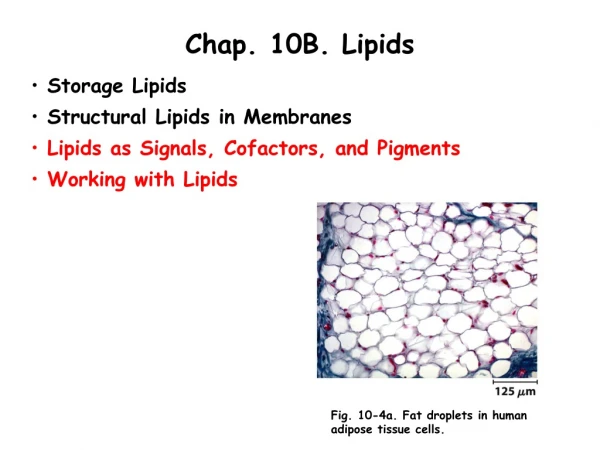 Chap. 10B. Lipids