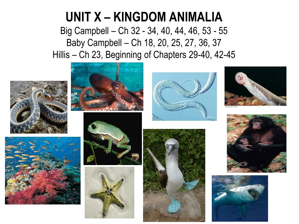 unit x kingdom animalia big campbell