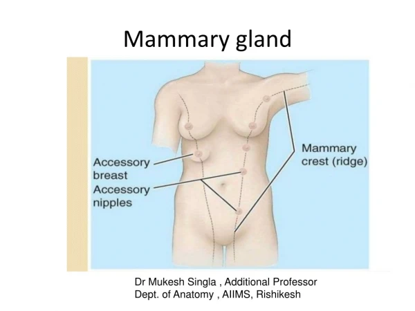 Mammary gland