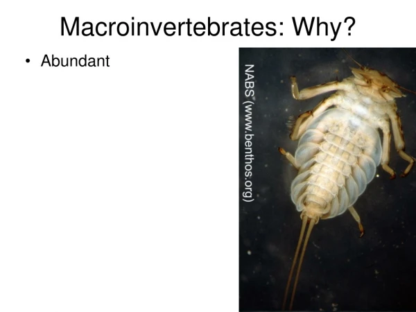 Macroinvertebrates: Why?