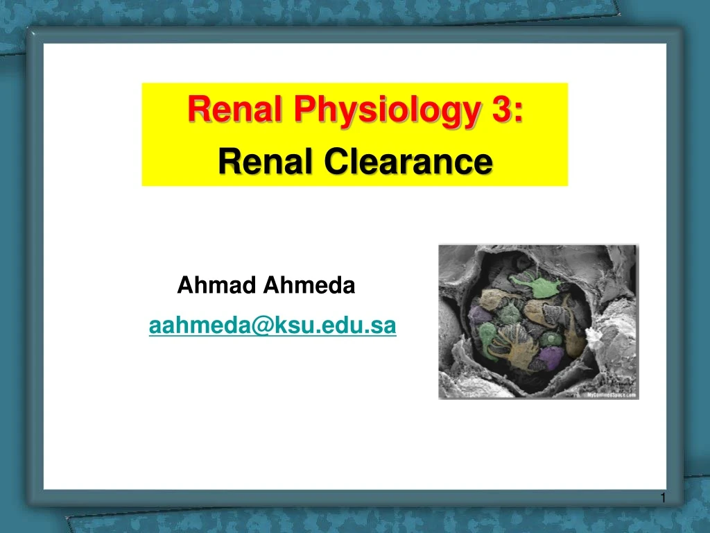 renal physiology 3 renal clearance