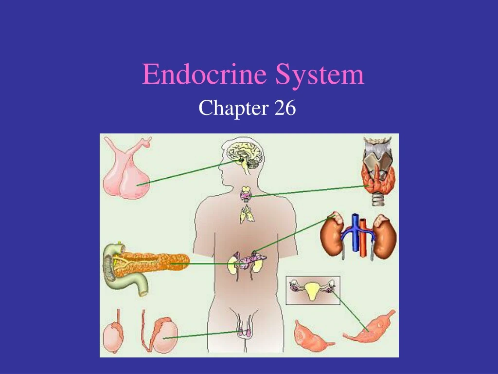 endocrine system