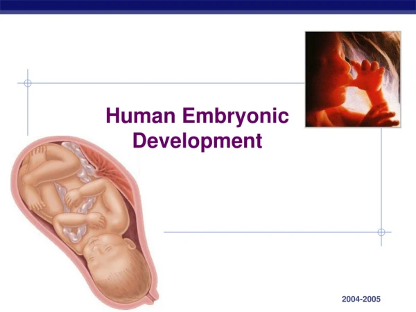 Human Embryonic  Development