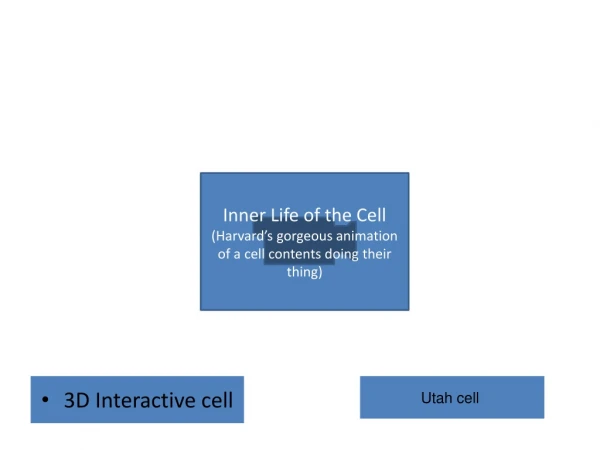 Inner Life of the Cell (Harvard’s gorgeous animation of a cell contents doing their thing)