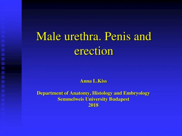 Male urethra. Penis and erection
