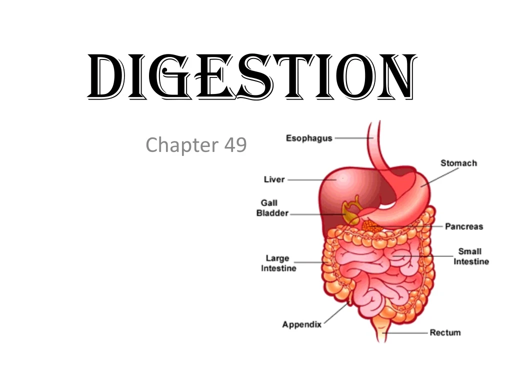 digestion