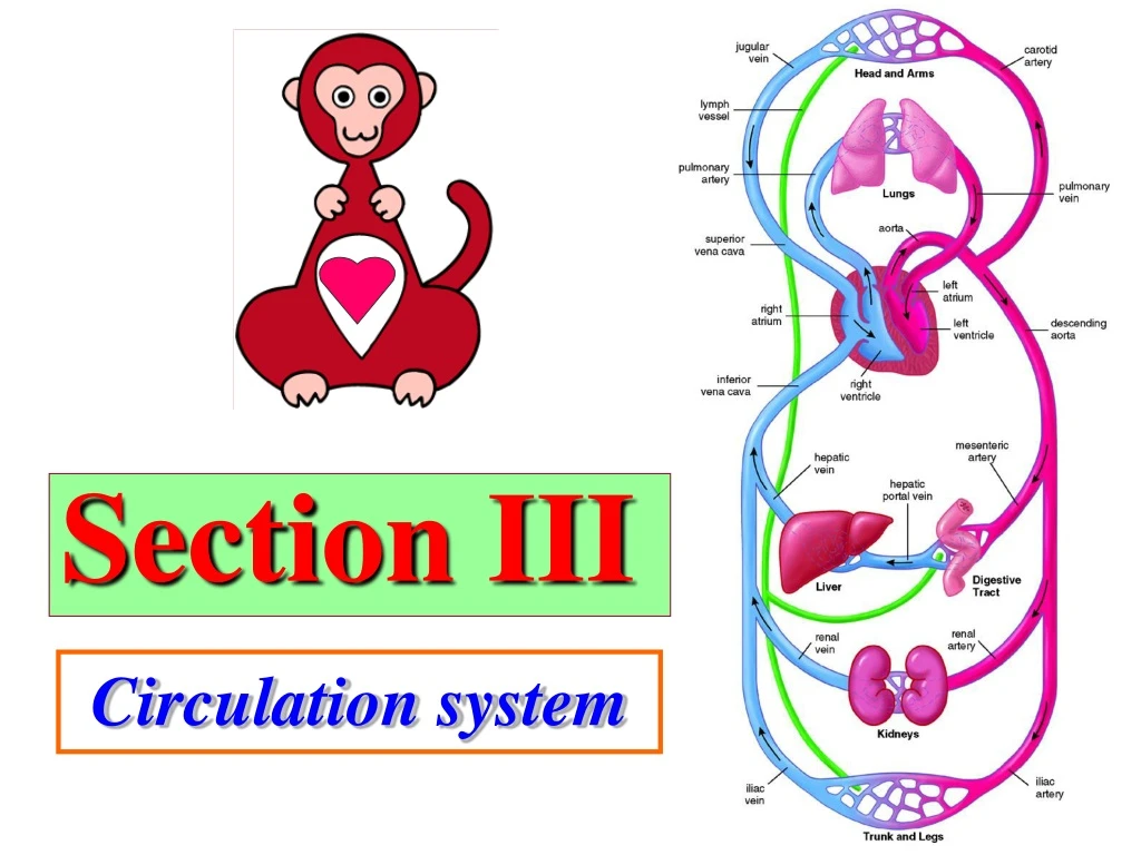 section iii