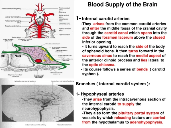 Blood Supply of the Brain 1-  Internal carotid arteries