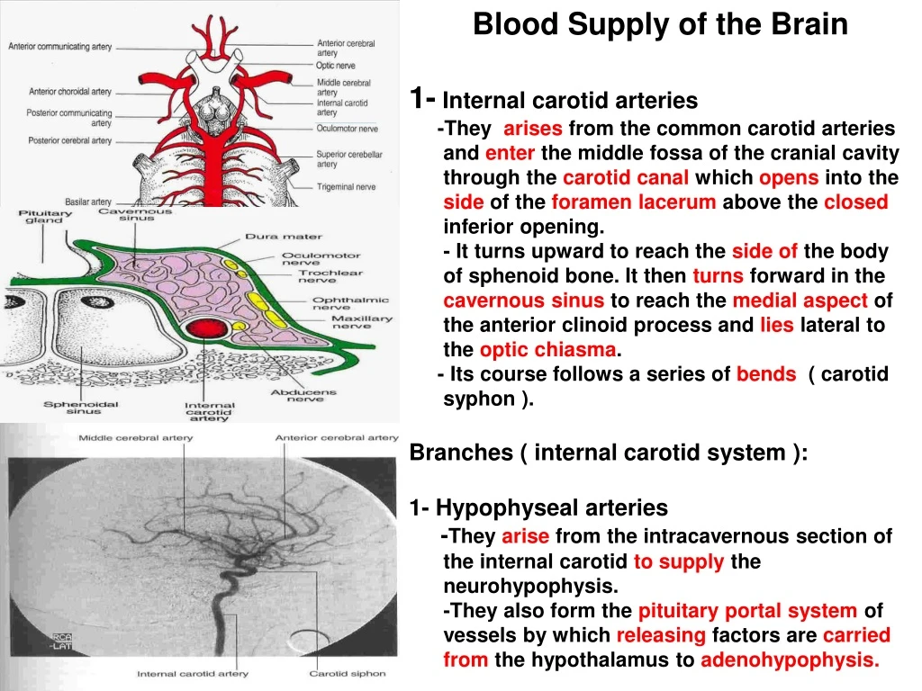 blood supply of the brain 1 internal carotid