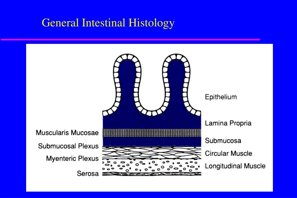 general intestinal histology