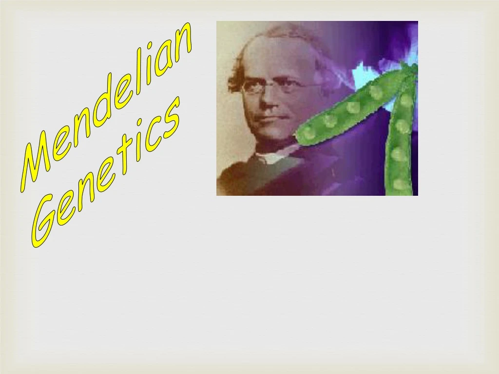 mendelian genetics