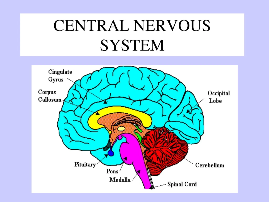 central nervous system