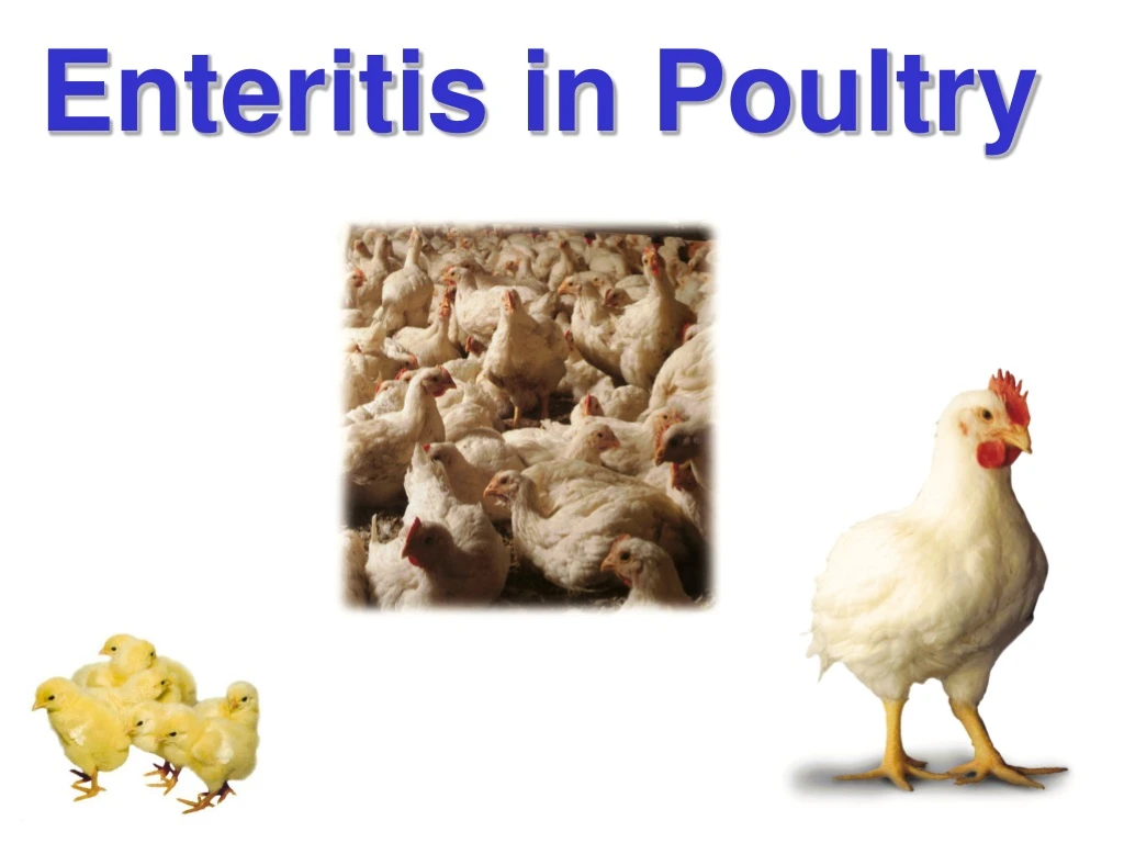 enteritis in poultry