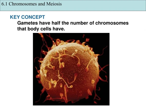 KEY CONCEPT  Gametes have half the number of chromosomes that body cells have.