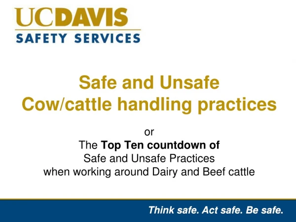 Safe and Unsafe  Cow/cattle handling practices