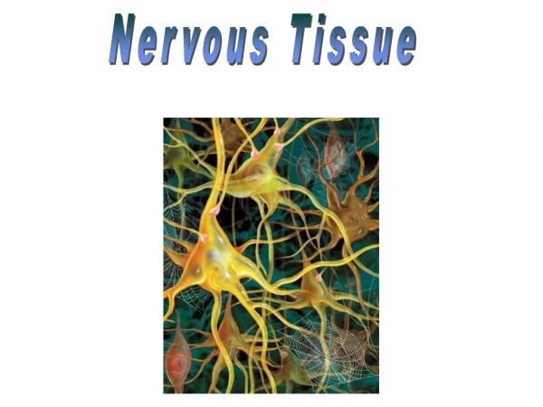 Nervous Tissue