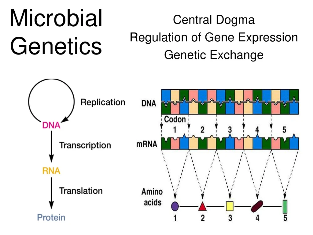 microbial genetics