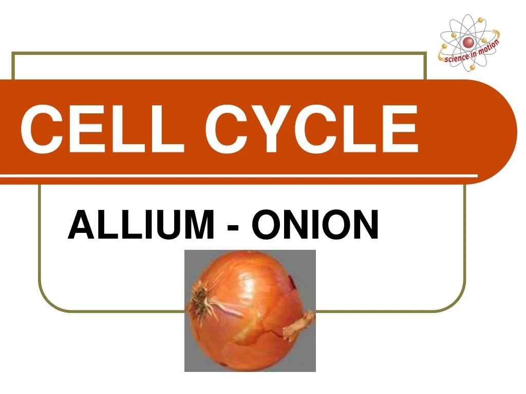 cell cycle