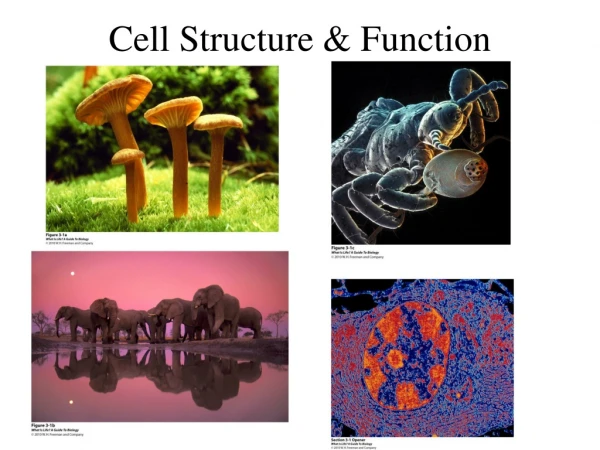 Cell Structure &amp; Function