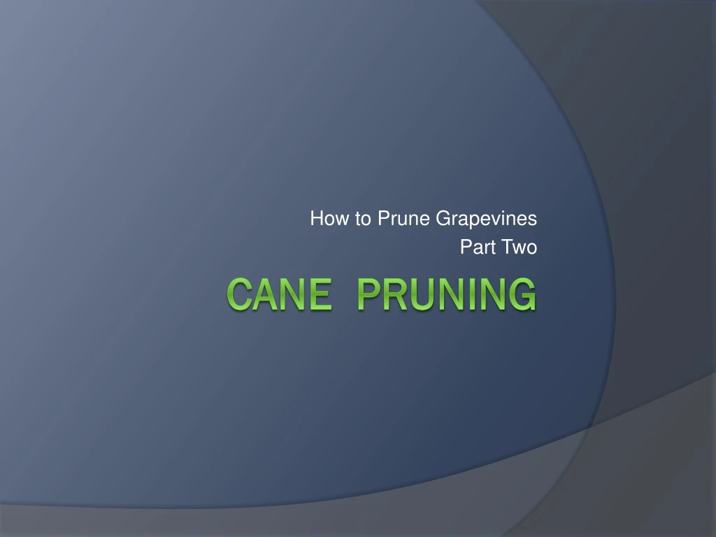 how to prune grapevines part two