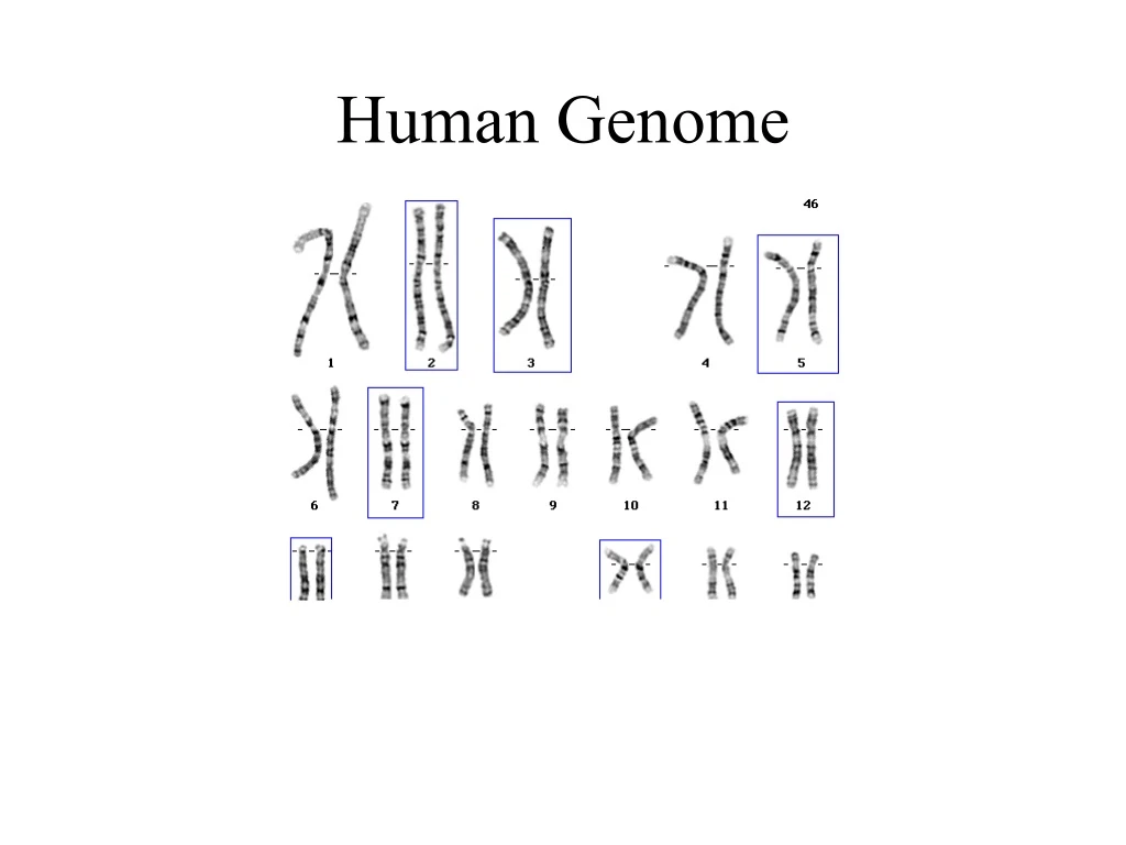 human genome