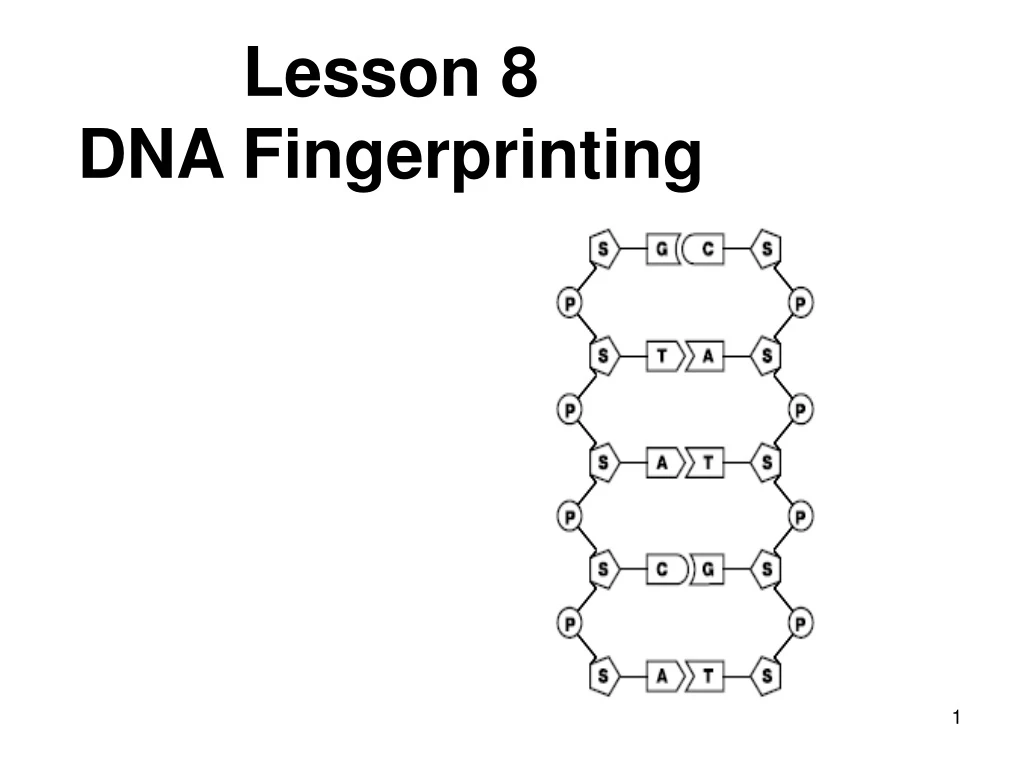 lesson 8 dna fingerprinting
