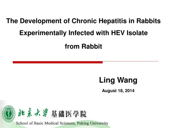 The Development of Chronic Hepatitis in Rabbits Experimentally Infected with HEV Isolate