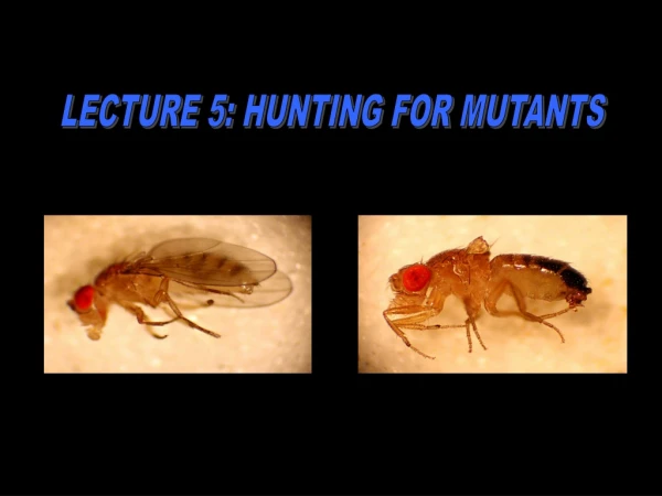 LECTURE 5: HUNTING FOR MUTANTS