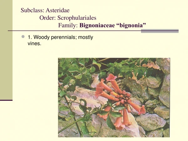 Subclass: Asteridae 	Order: Scrophulariales		 		Family:  Bignoniaceae “bignonia”