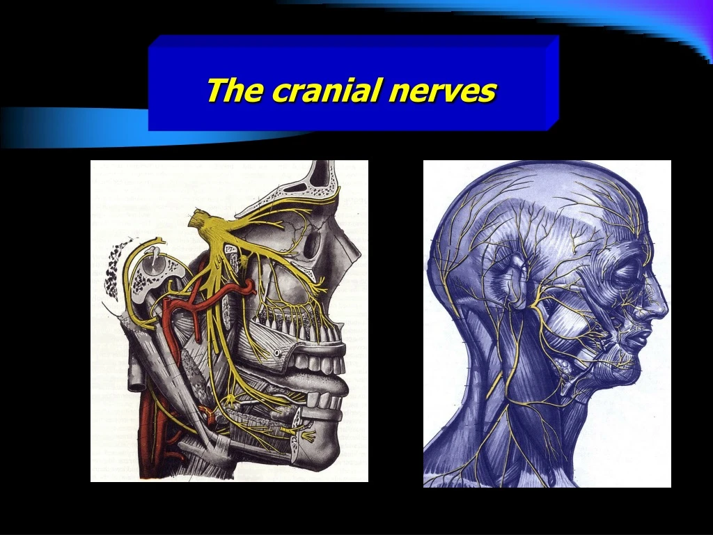 the cranial nerves