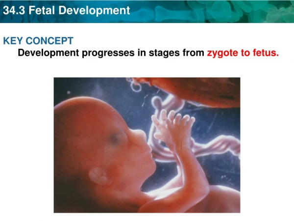 KEY CONCEPT  Development progresses in stages from  zygote to fetus.