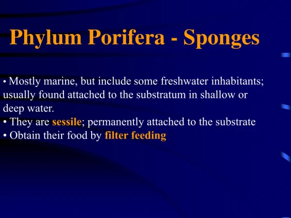 Phylum Porifera - Sponges