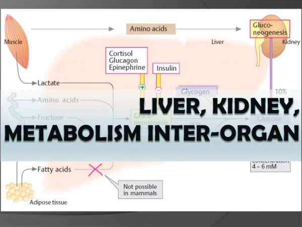 Liver, kidney,  metabolism inter-organ