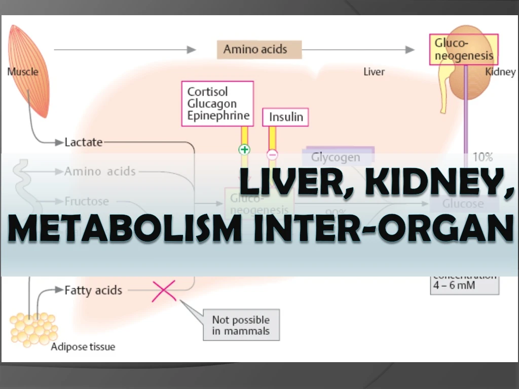 liver kidney metabolism inter organ