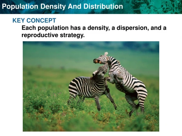 KEY CONCEPT  Each population has a density, a dispersion, and a reproductive strategy.