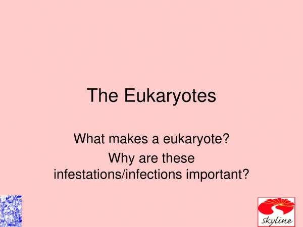 The Eukaryotes