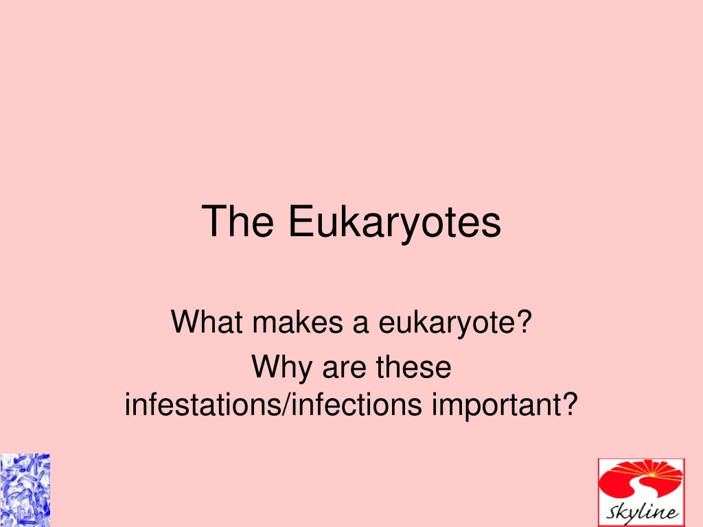 the eukaryotes