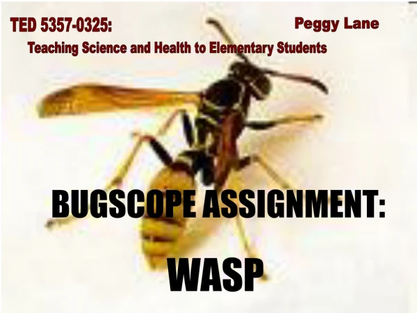 BUGSCOPE ASSIGNMENT: WASP