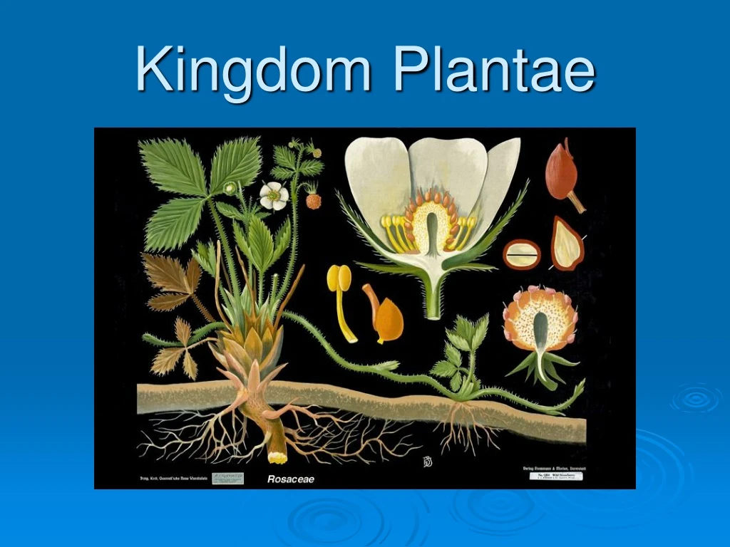 kingdom plantae