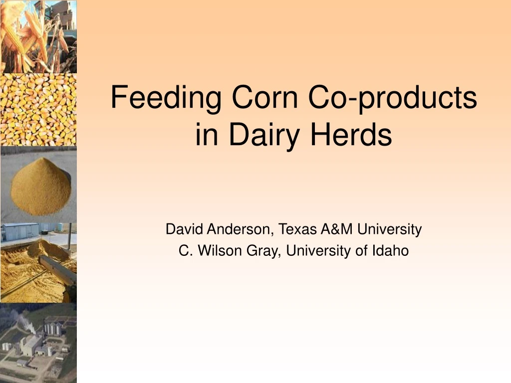 feeding corn co products in dairy herds