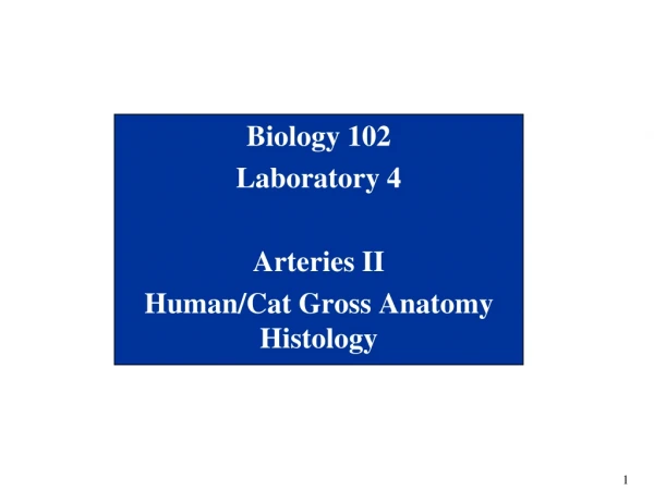 Biology 102 Laboratory 4 Arteries II Human/Cat Gross Anatomy Histology