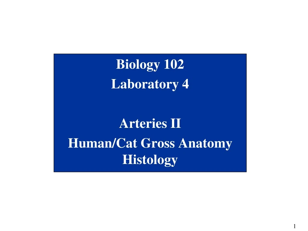 biology 102 laboratory 4 arteries ii human cat gross anatomy histology