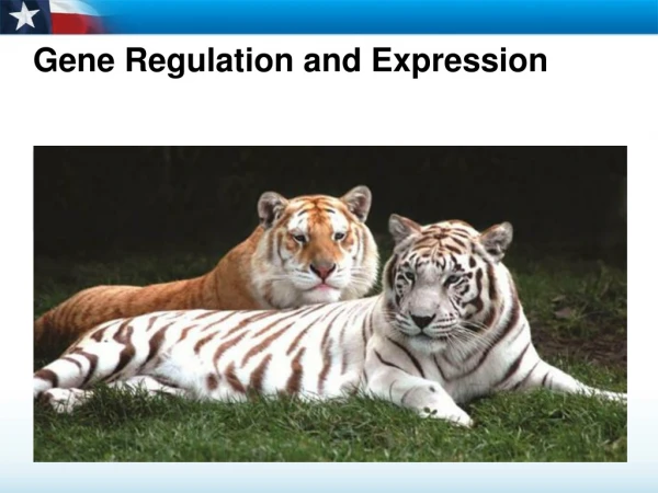 Gene Regulation and Expression