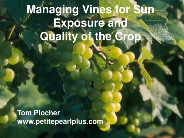 Managing Vines for Sun Exposure and  Quality of the Crop