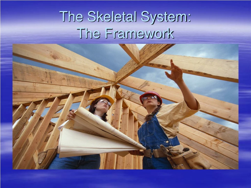 the skeletal system the framework